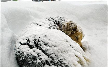 cold_dog